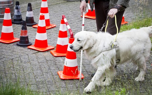 training guide dogs for the blind